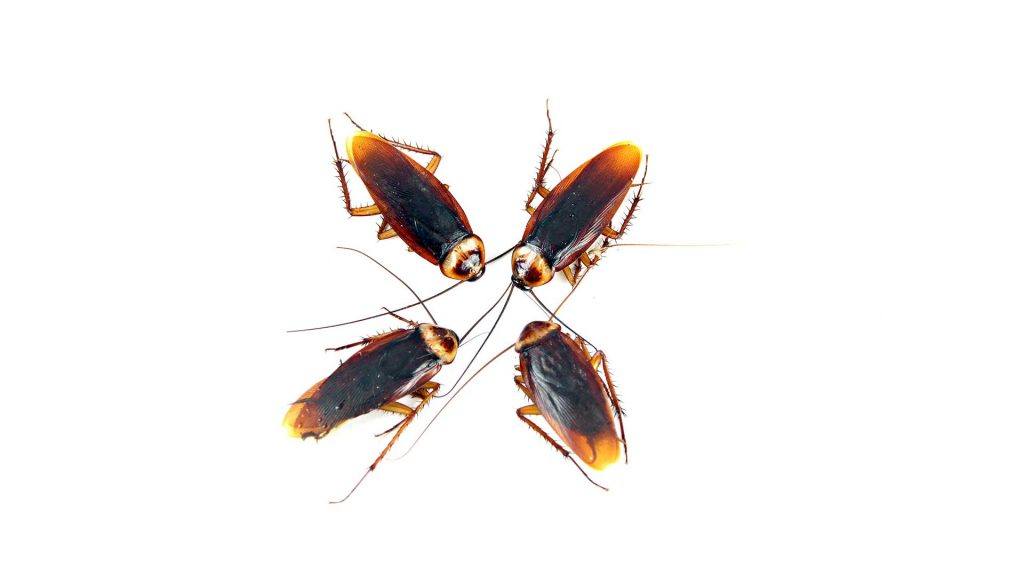 Extermination of roach infestation is a One Two Tree strength.