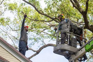 Beautiful view of Tree Pruning Services Miami
